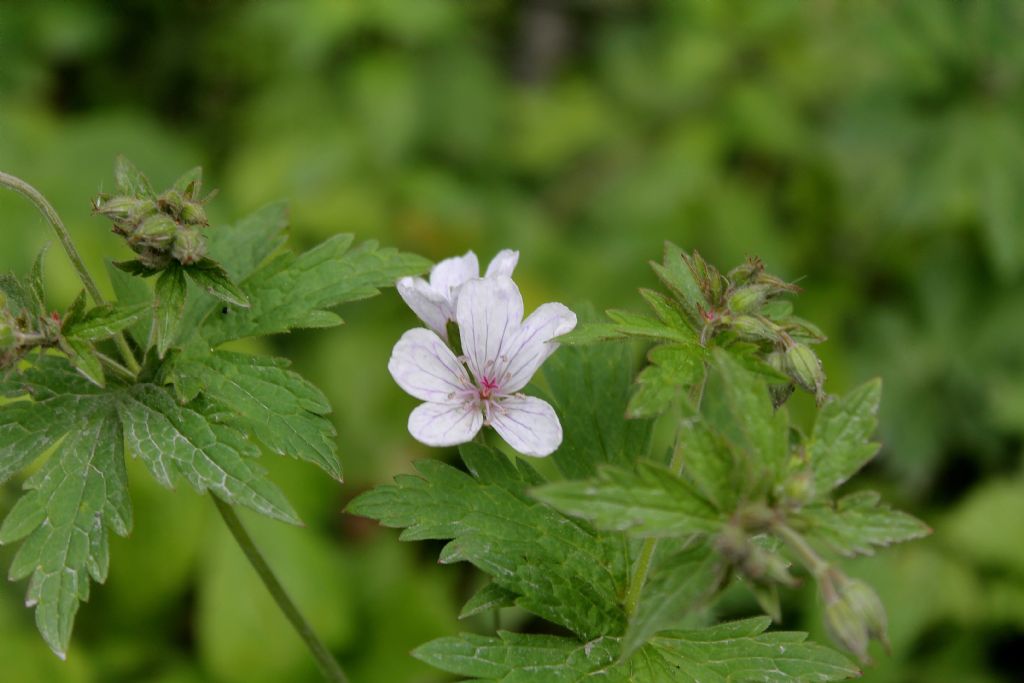 Geranium rivulare / Geranio dei rivi